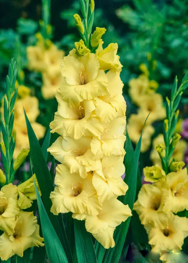 Yellow Gladiolus Flower Seeds – Heirloom, Non-GMO, High Germination Seeds