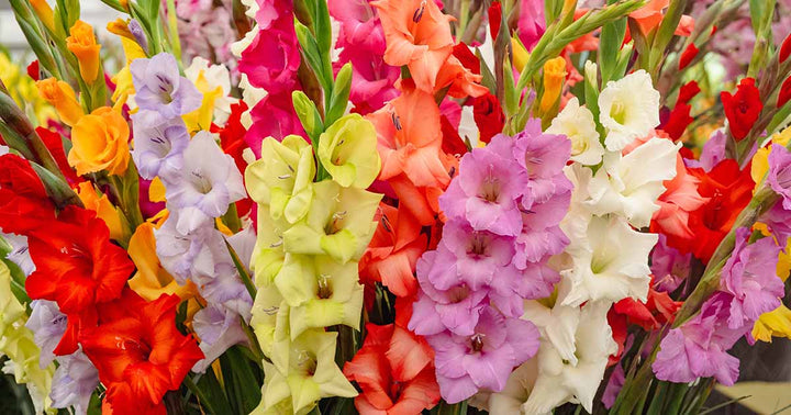 Gladiolus Flowers Seeds – Heirloom, Non-GMO, High Germination Organic Garden Seeds for Planting