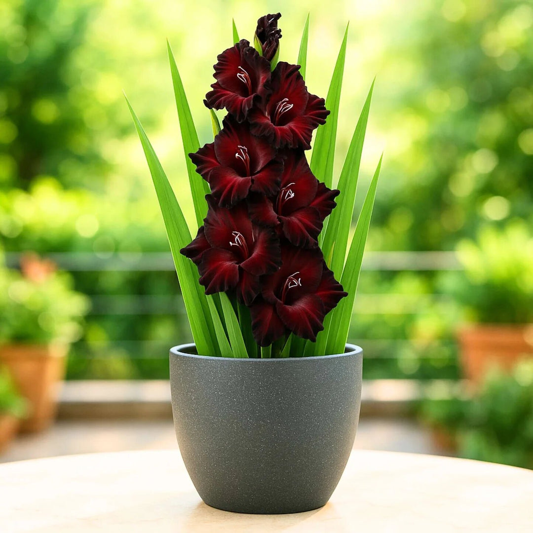 Maroon Gladiolus Flower Seeds – Heirloom, Non-GMO, High Germination Seeds