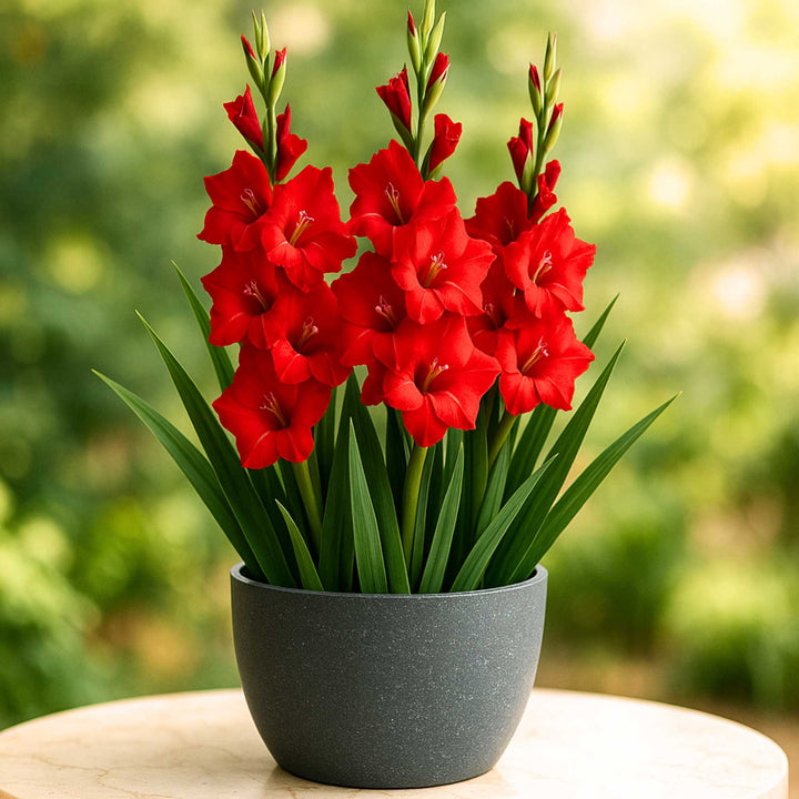 Rote Gladiole Blumensamen – Alte Sorte, gentechnikfrei, keimstark, Bio-Gartensamen zum Pflanzen