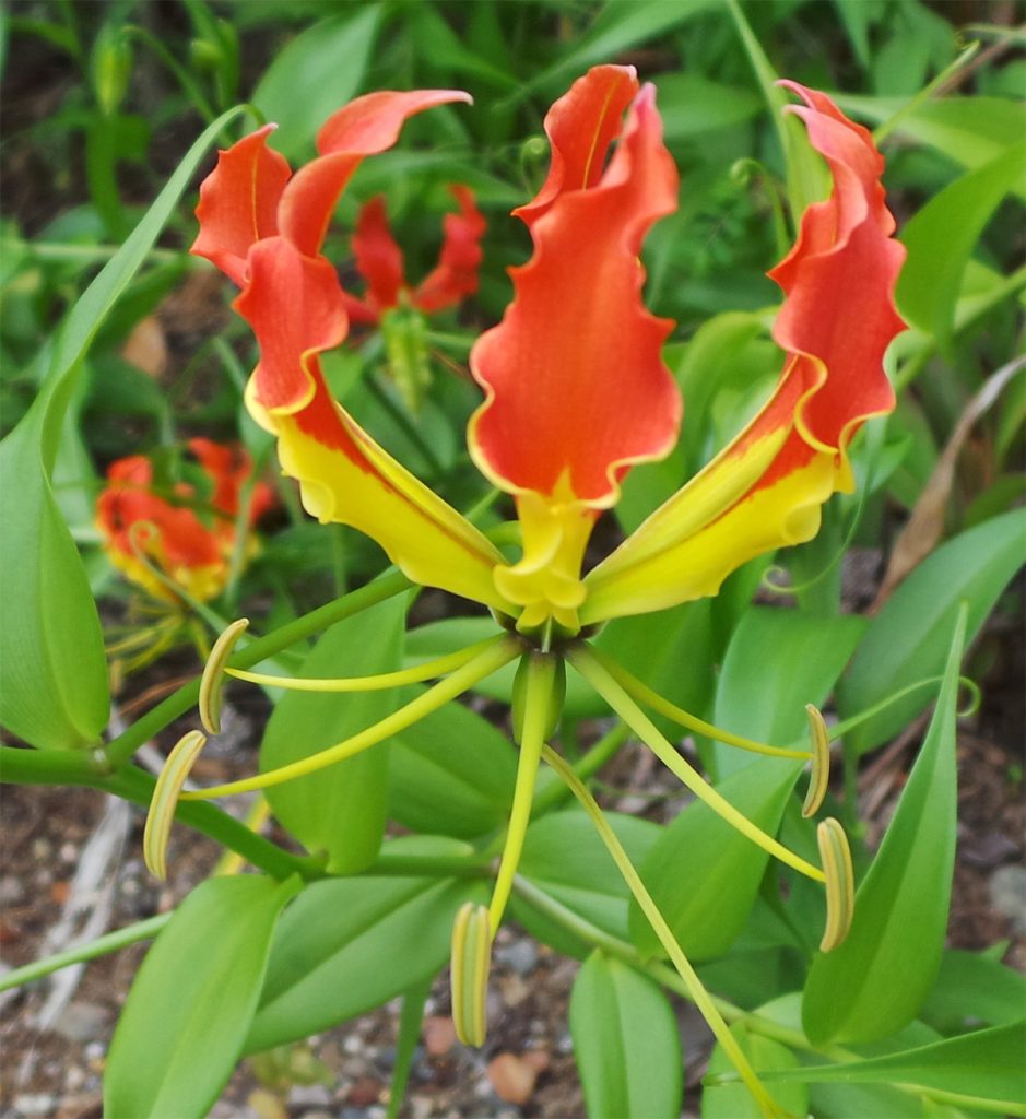 garland flame flower seeds