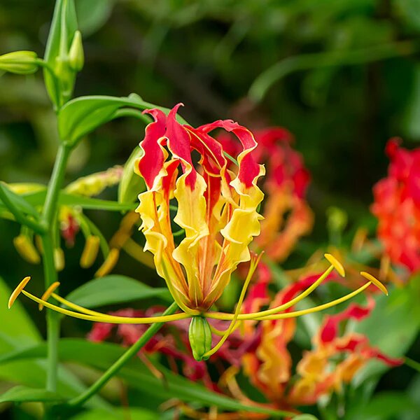 Gloriosa Flower Seeds – Heirloom, Non-GMO, High Germination Organic Garden Seeds for Planting