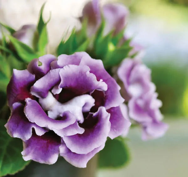 gloxinia giant flower seeds
