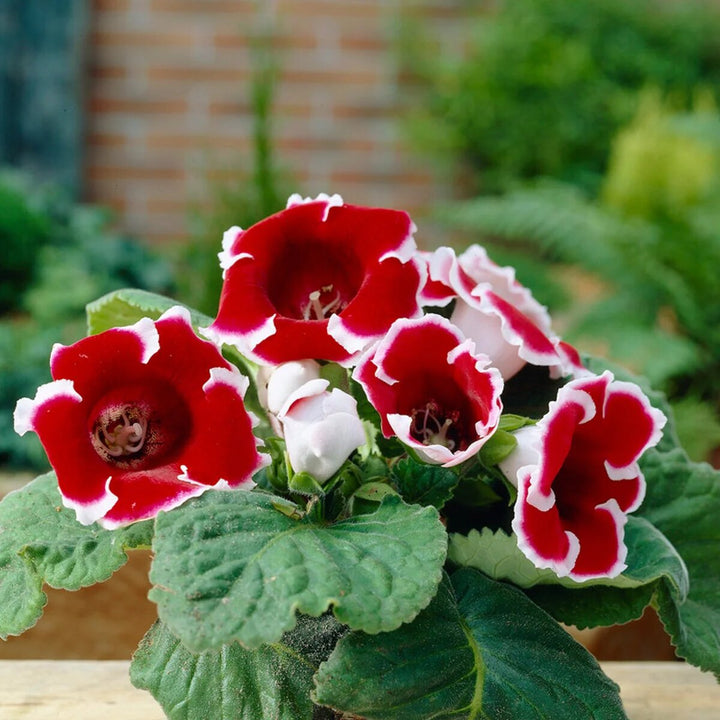 Red Blooming Gloxinia Flower Seeds – Heirloom Non-GMO High Germination Organic Garden Seeds for Planting