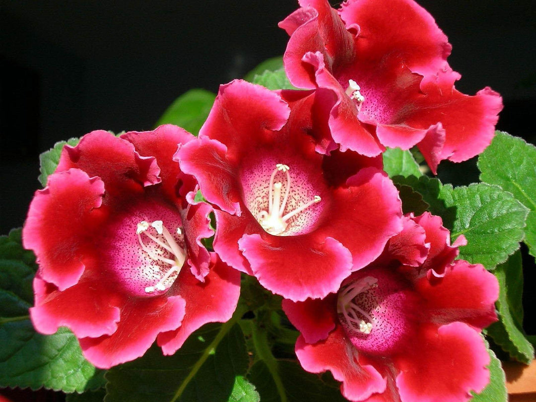 Gloxinia Flower Seeds Red White – Heirloom, Non-GMO, High Germination Organic Garden Seeds