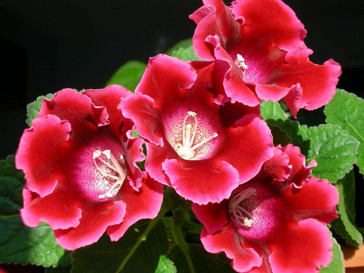 Gloxinia Flower Seeds Red White – Heirloom, Non-GMO, High Germination Organic Garden Seeds