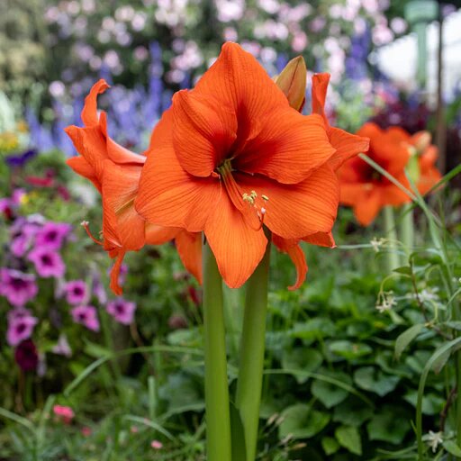 Giant Amaryllis Flower Seeds Orange – Heirloom, Non-GMO, High Germination Seeds