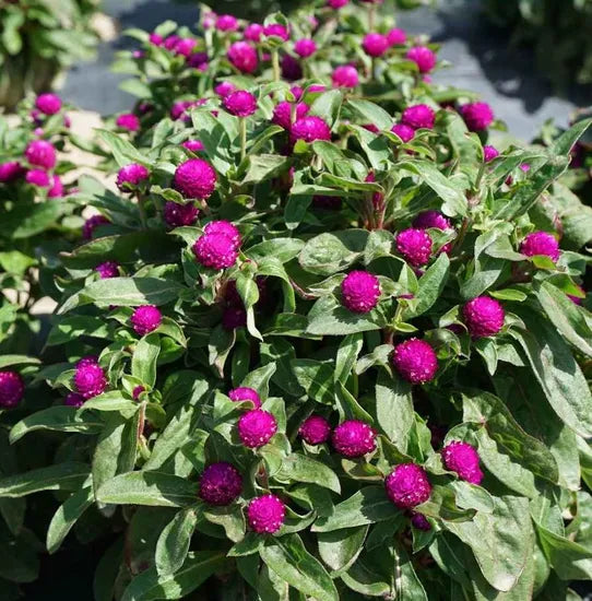 gomphrenaglobosaannualherbflowerheirloomnongmohighgerminationorganicgarden flower seeds