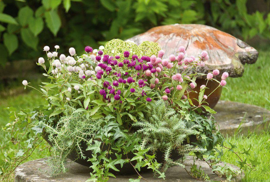 Gomphrena Flower Seeds Mixed – Heirloom, Non-GMO, High Germination Seeds