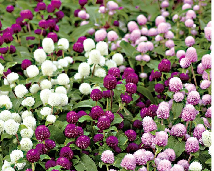 Gomphrena Flower Seeds Mixed – Heirloom, Non-GMO, High Germination Seeds