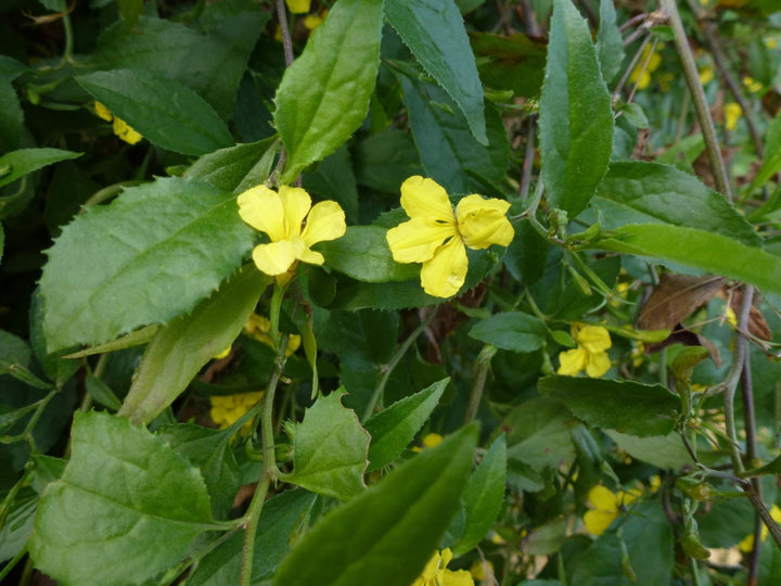 Semillas de Flores Goodenia Verdes – Cimelio, No-OGM, Semillas de Alta Germinación