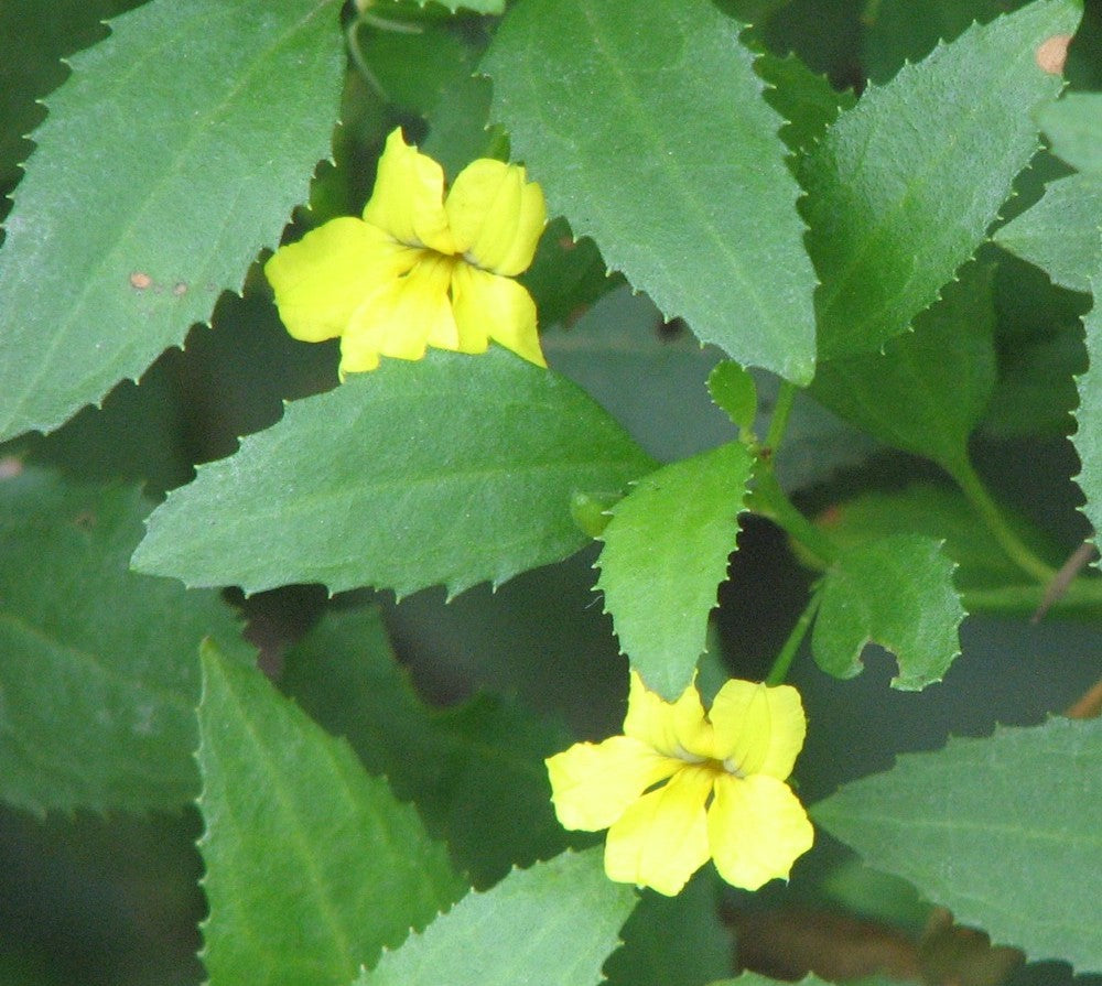 Semillas de Flores Goodenia Verdes – Cimelio, No-OGM, Semillas de Alta Germinación