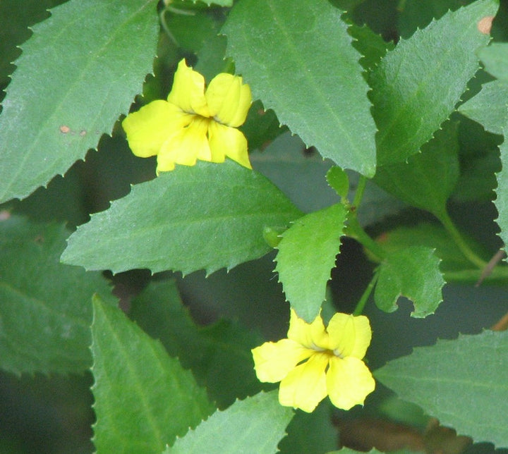 Semillas de Flores Goodenia Verdes – Cimelio, No-OGM, Semillas de Alta Germinación