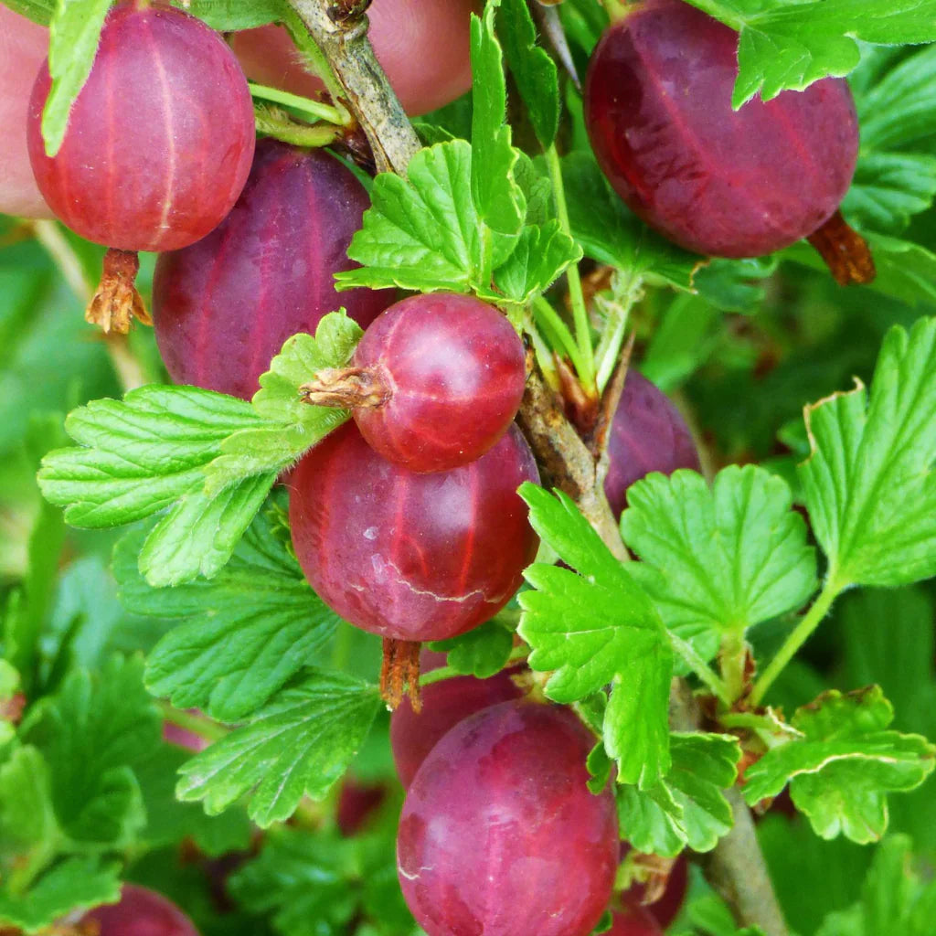 gooseberry ribes flower seeds
