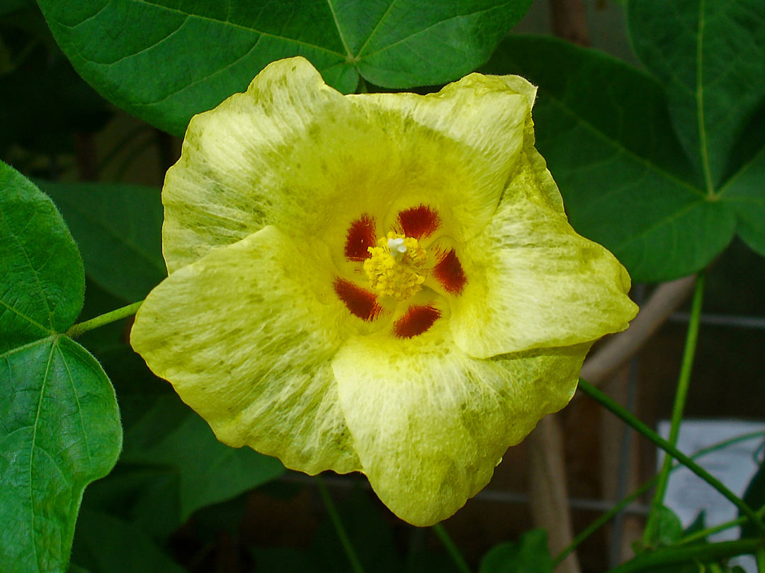 Semillas de flor de Gossypium amarillas – Herencia, no transgénicas, de alta germinación