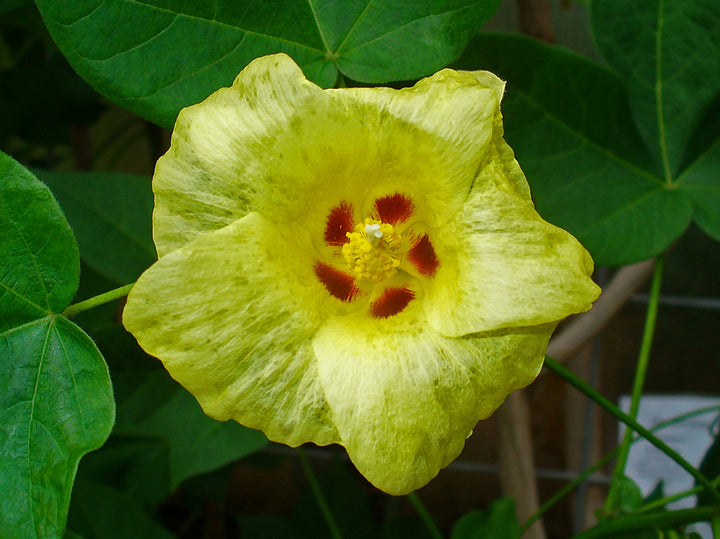 Semillas de flor de Gossypium amarillas – Herencia, no transgénicas, de alta germinación