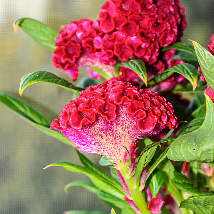 Red Celosia Flower Seeds for Planting – Heirloom Non-GMO High Germination Seeds