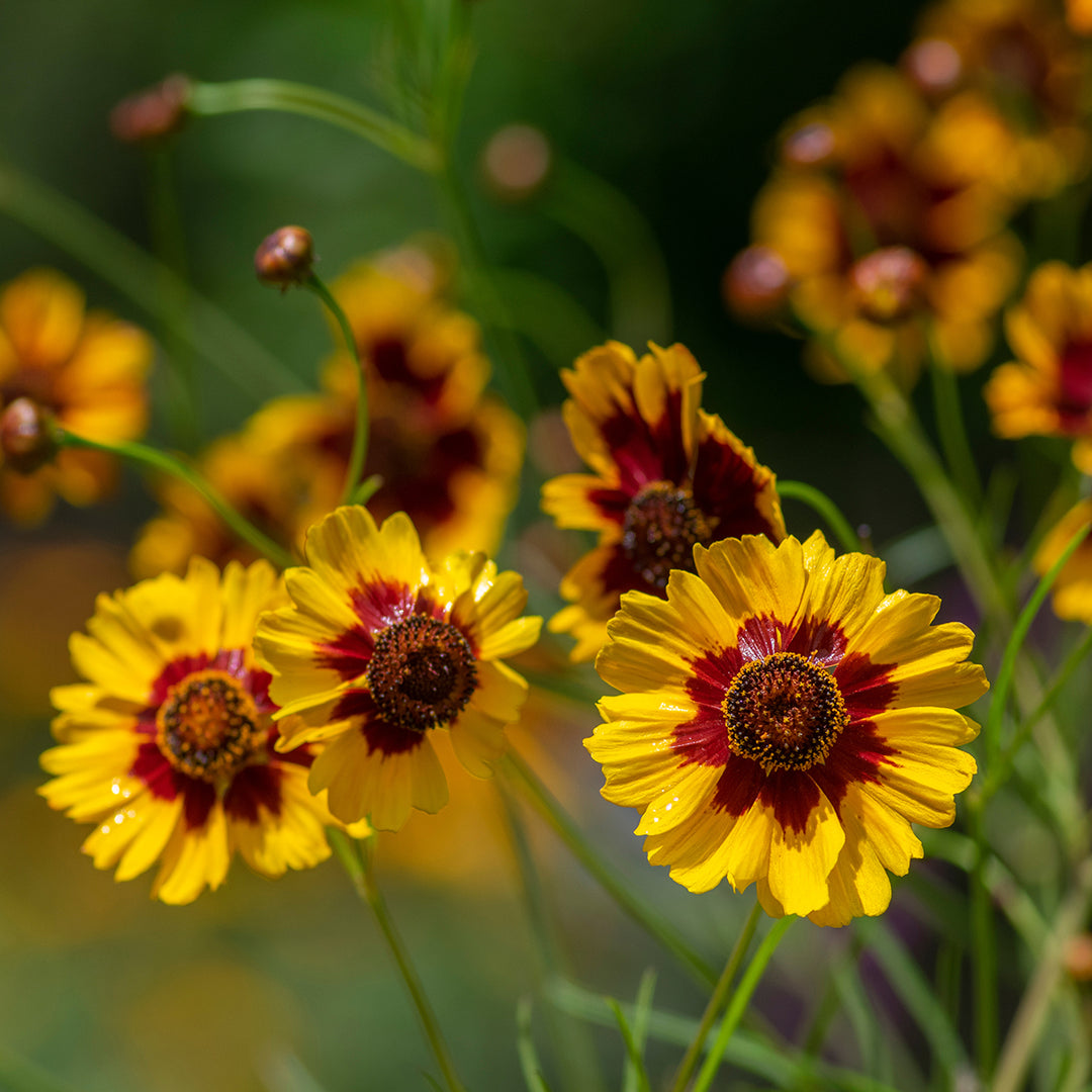 Maroon Yellow Daisy Flower Seeds – Heirloom, Non-GMO, High Germination Organic Seeds