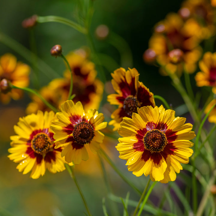 Maroon Yellow Daisy Flower Seeds – Heirloom, Non-GMO, High Germination Organic Seeds