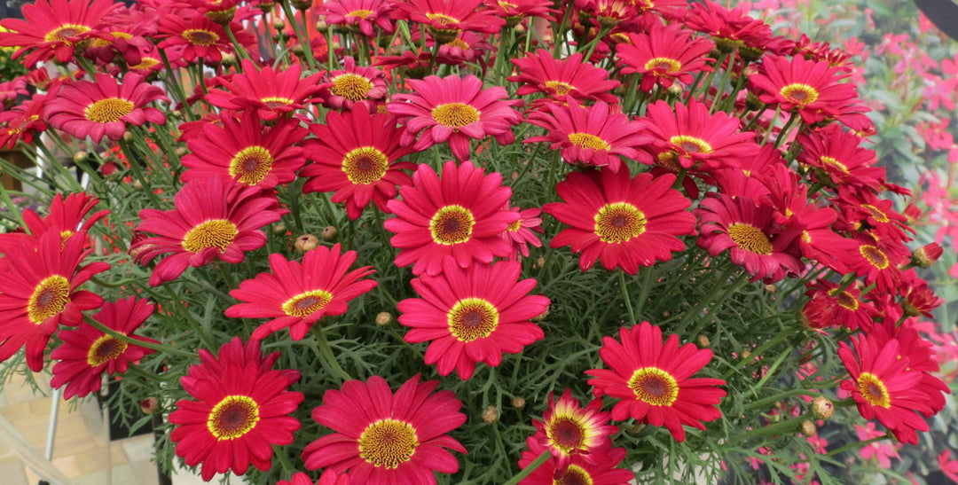 Red Argyranthemum Flower Seeds for Planting Heirloom Non-GMO High Germination Organic Garden Seeds