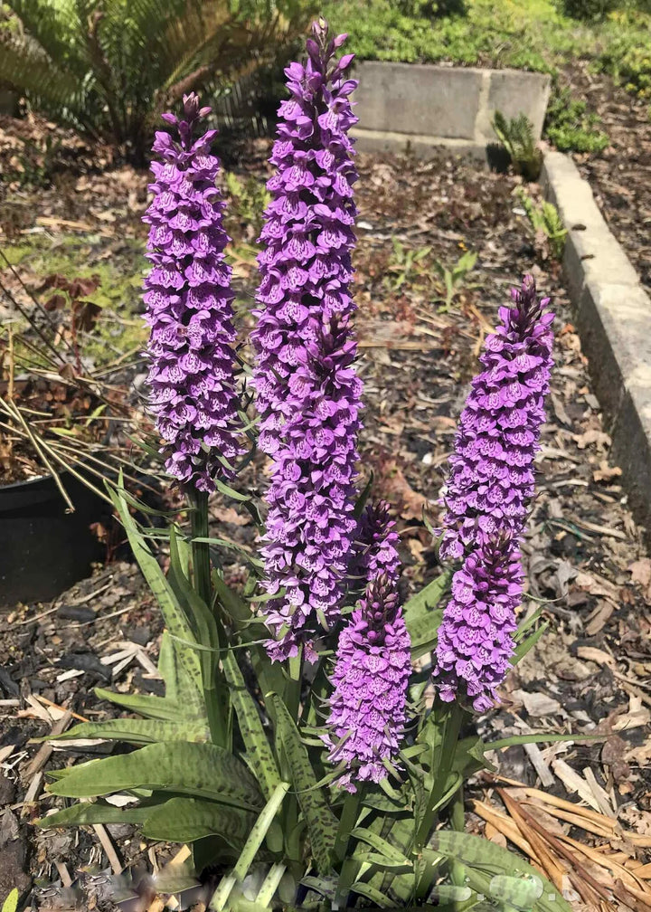 Dactylorhiza Purple Flower Seeds for Planting Heirloom Non-GMO High Germination Organic Garden Seeds