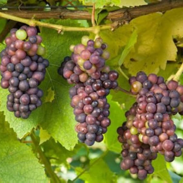 grape for flower seeds