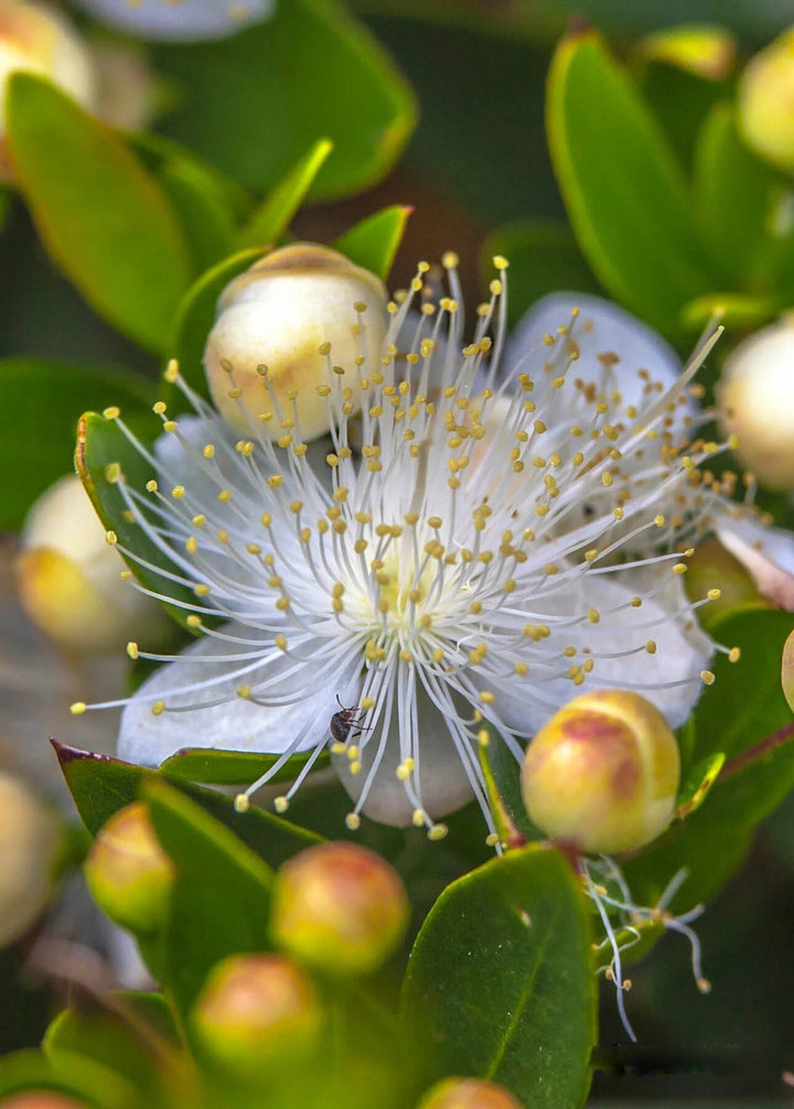 Greek Myrtle Plant Seeds (Myrtus communis) – Heirloom, Non-GMO, High Germination Seeds