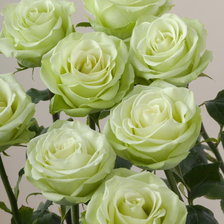 Green Rose Flower Seeds – Heirloom, Non-GMO, High Germination Garden Seeds