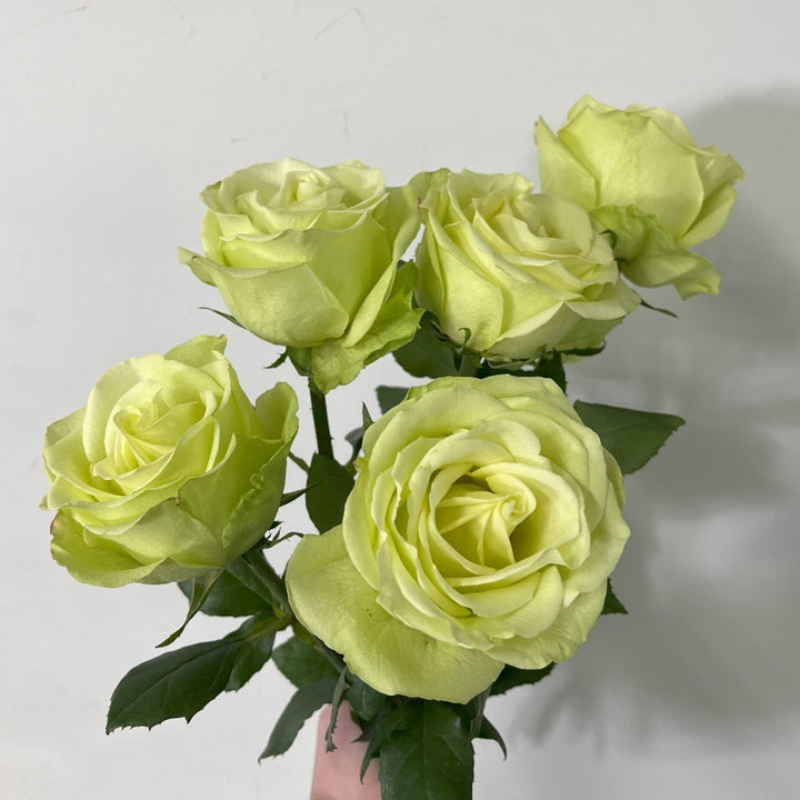 Green Rose Flower Seeds – Heirloom, Non-GMO, High Germination Garden Seeds