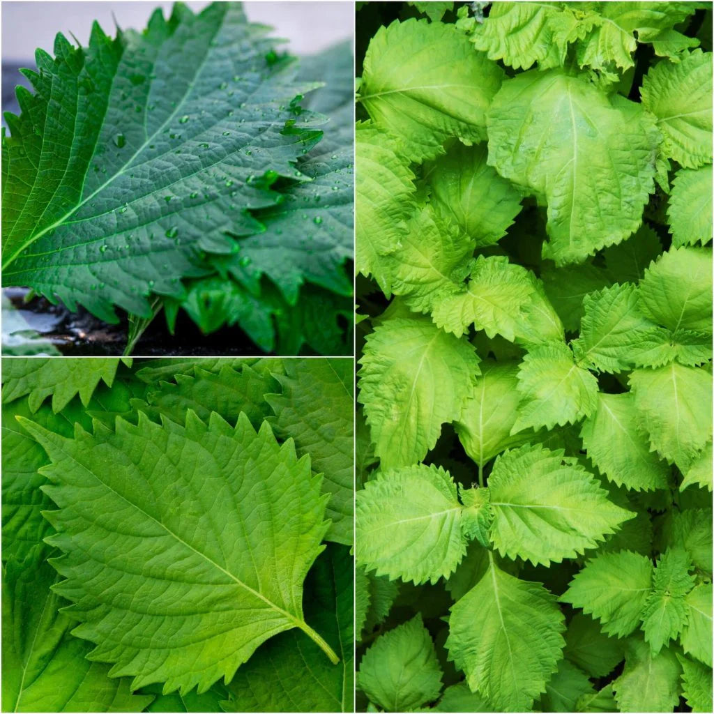 green shiso flower seeds