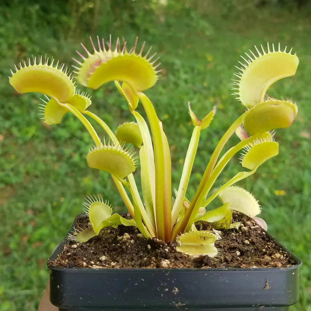 green venus flower seeds