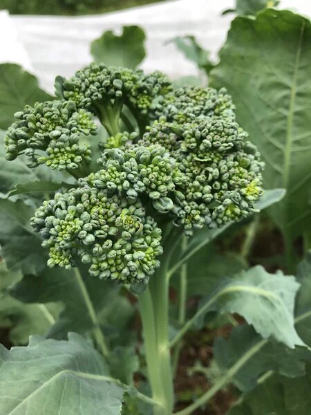 Calabrese Broccoli Seeds – Heirloom, Non-GMO, High Germination Organic Garden Seeds