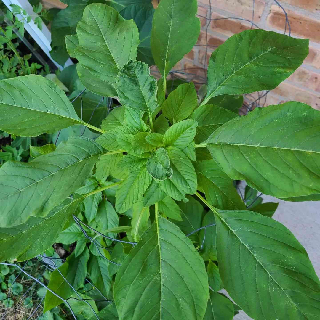 Green Callaloo herb seeds