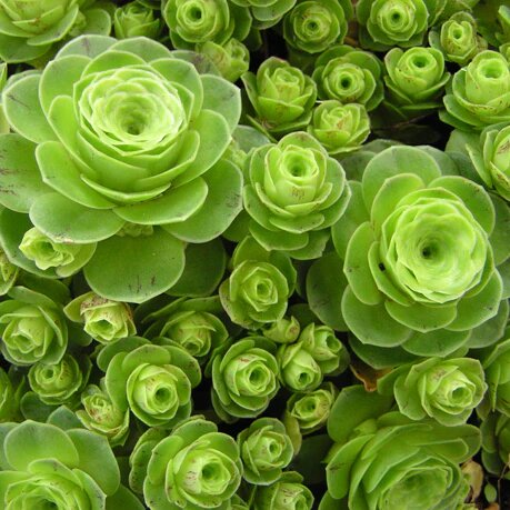 Greenovia Flower Seeds – Heirloom, Non-GMO, High Germination Seeds for Planting