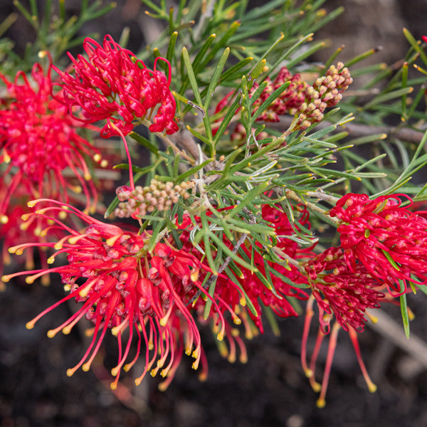 Semillas de flor de Grevillea rojas – Cimera, sin OGM, semillas de alta germinación para plantar