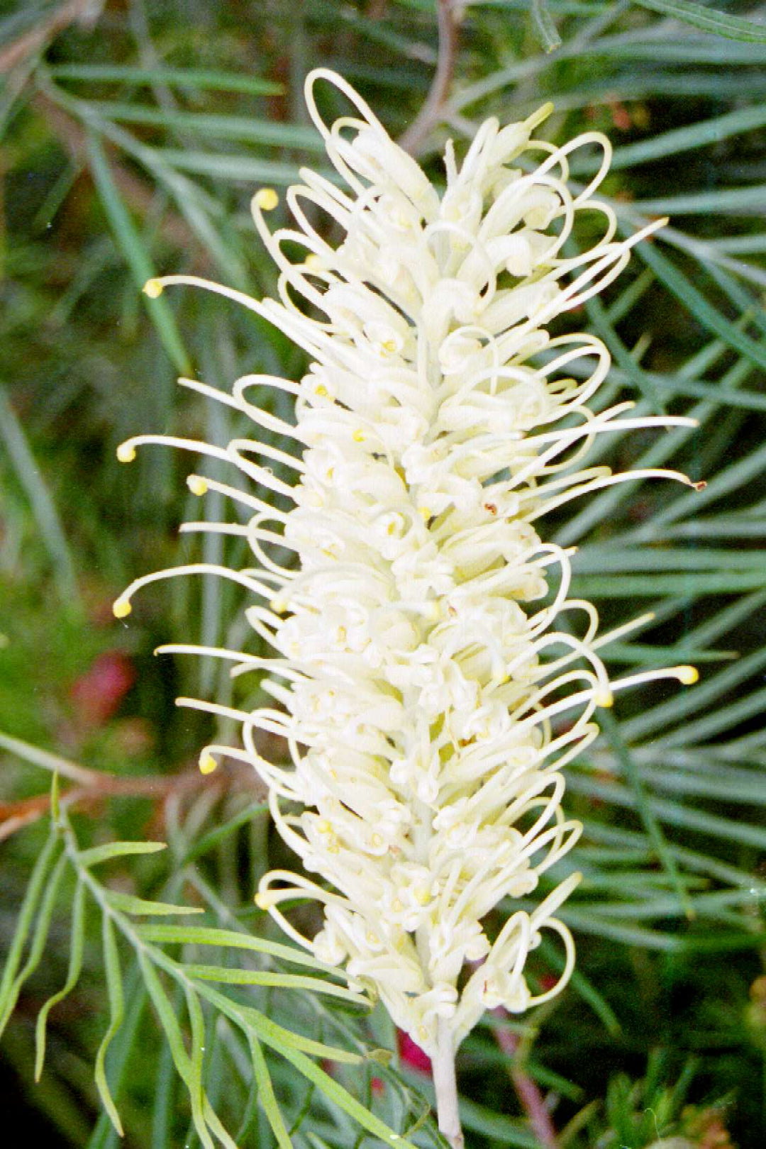 Weiße Grevillea-Blumensamen – Alte Sorte, gentechnikfrei, keimfreudige Samen