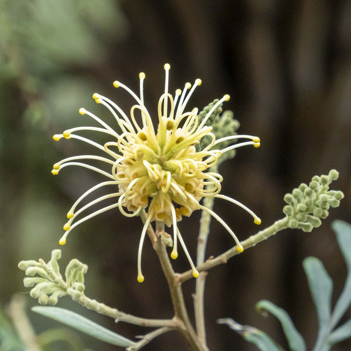 White Grevillea Flower Seeds – Heirloom, Non-GMO, High Germination Seeds