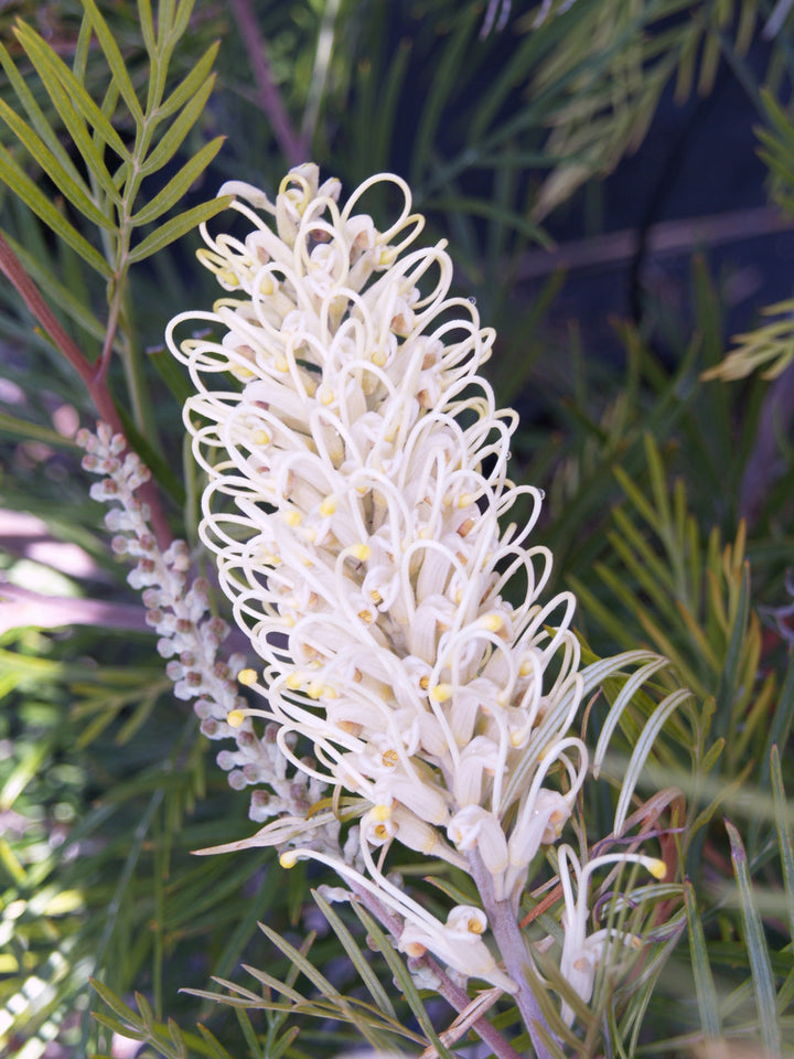 Weiße Grevillea-Blumensamen – Alte Sorte, gentechnikfrei, keimfreudige Samen