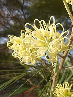 White Grevillea Flower Seeds – Heirloom, Non-GMO, High Germination Seeds