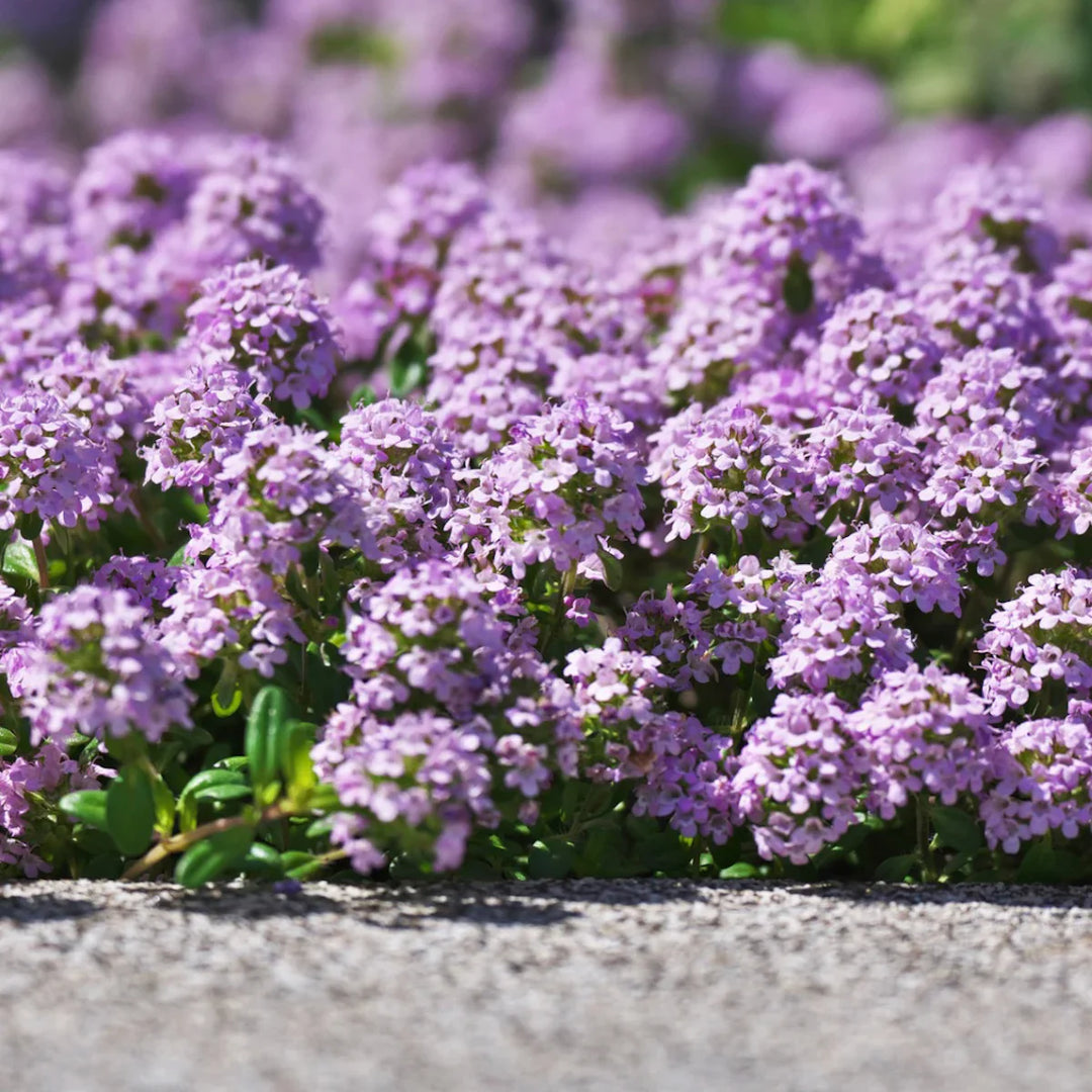 Creeping Mother herb seeds