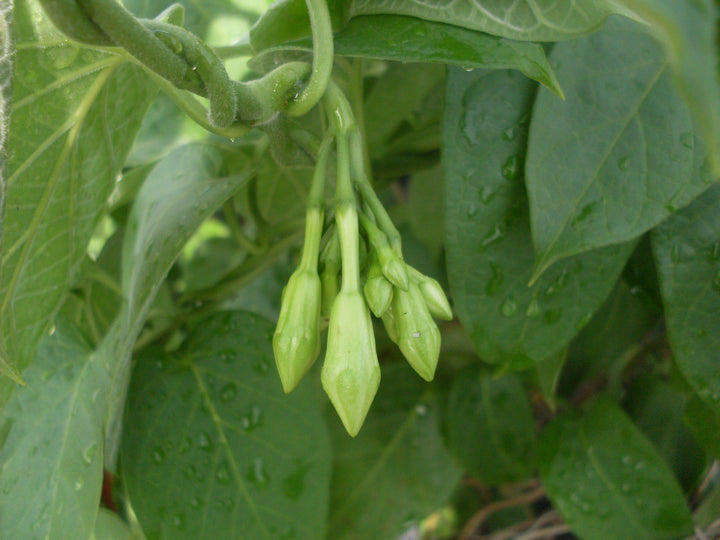 Loroco Flower Seeds Green – Heirloom, Non-GMO, High Germination Seeds