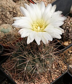 Giant Cactus Flower Seeds White – Heirloom, Non-GMO, High Germination Seeds