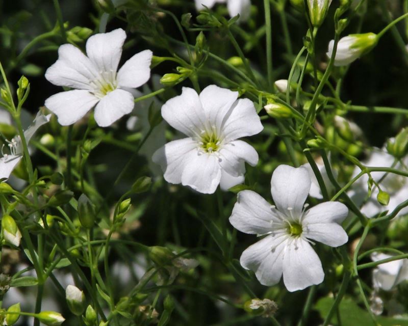 Gypsophila Flower Seeds White – Heirloom, Non-GMO, High Germination Seeds for Planting
