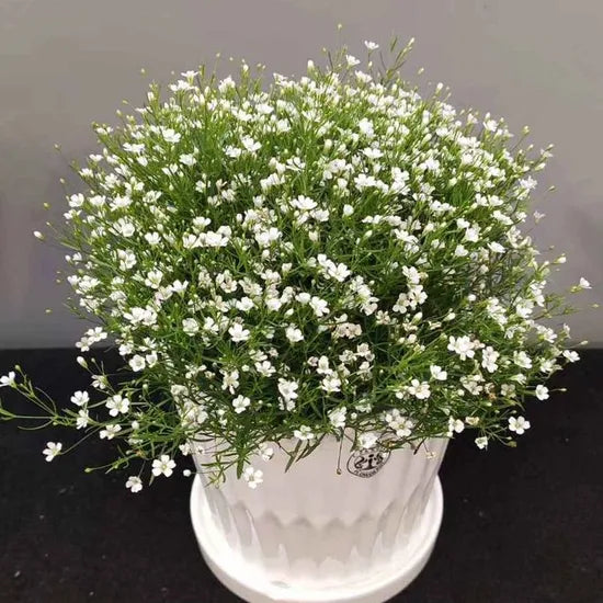 gypsophilamuralisgypsyannualherbflowerheirloomnongmohighgerminationorganicgarden flower seeds