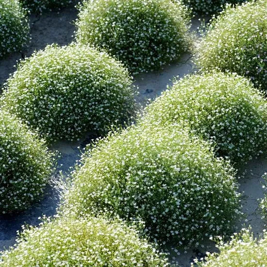gypsophilamuralisgypsygardenlandscapingannualherbflowerheirloomnongmohighgerminationorganicgarden flower seeds