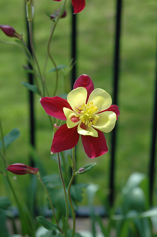 Yellow Red Aquilegia Flower Seeds for Planting Heirloom Non-GMO High Germination Organic Garden Seeds