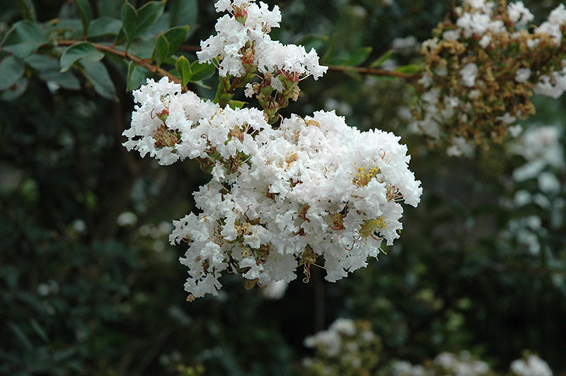 Myrtle Flower Seeds White – Heirloom, Non-GMO, High Germination Organic Seeds