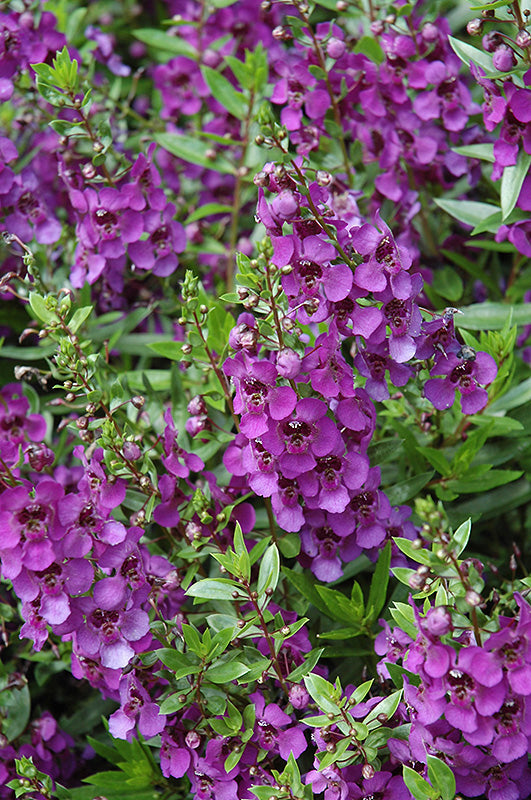Angelonia Flower Seeds Purple for Planting Heirloom Non-GMO High Germination Organic Garden Seeds