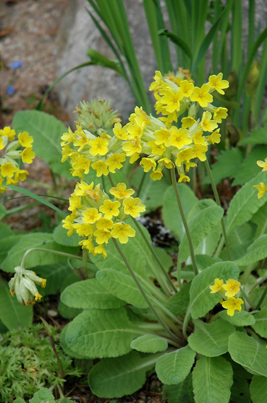 Yellow Candelabra Primrose Flower Seeds for Planting – Heirloom Non-GMO High Germination Organic Garden Seeds