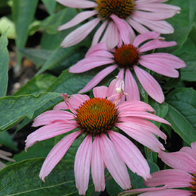 Pink Cone Flower Seeds for Planting – Heirloom Non-GMO High Germination Seeds